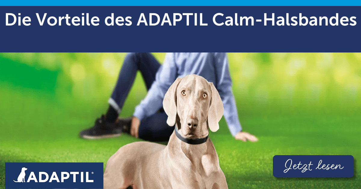 Die Vorteile des ADAPTIL Calm Halsbandes – ADAPTIL für Hunde
