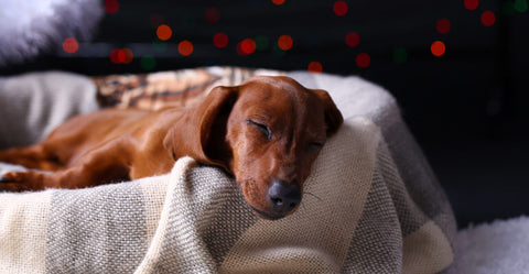 Hund beruhigen an Silvester? So hilft ADAPTIL