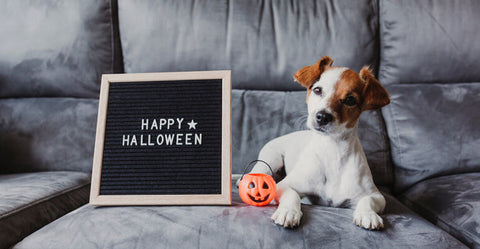 15 Tipps für Halloween, damit dein Hund sich nicht gruselt