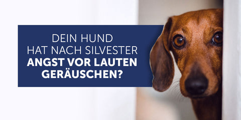 Dein Hund hat nach Silvester Angst vor lauten Geräuschen?