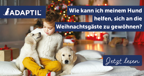 Weihnachtsbesuch steht an – So hilfst du deinem Hund bei seiner Angst vor fremden Menschen