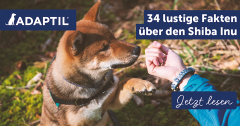 34 lustige Fakten über den Shiba Inu