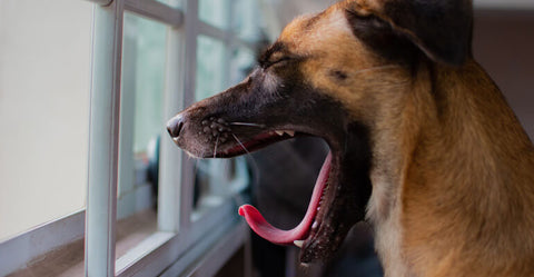 Dauermüde oder warum gähnen Hunde?