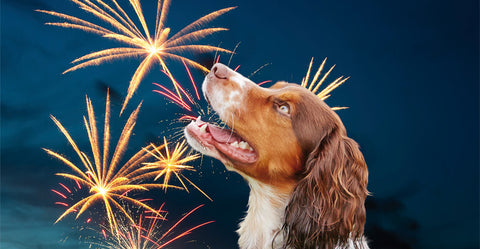 Hund auf Silvester vorbereiten | Es ist noch nicht zu spät!