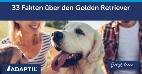 33 Fakten über den Golden Retriever