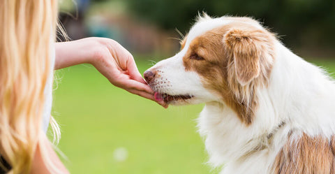 5 Oster-Rezepte für Hunde | Leckerlis zum selber machen