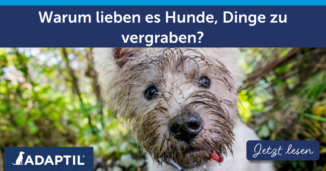 Warum lieben es Hunde, Dinge zu vergraben?