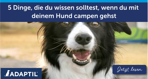 5 Dinge, die du wissen solltest, wenn du mit deinem Hund Campen gehst!