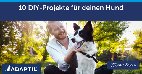 10 DIY-Projekte für deinen Hund