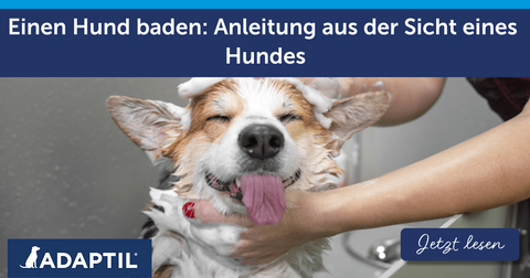 Einen Hund baden: Anleitung aus der Sicht eines Hundes