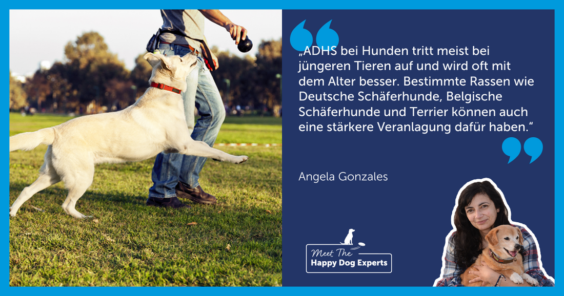 Hyperaktivität bei Hunden: Ein Experte erklärt!