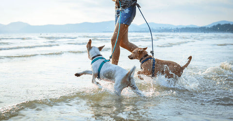 So machst du den Urlaub für deinen Hund zum Abenteuer