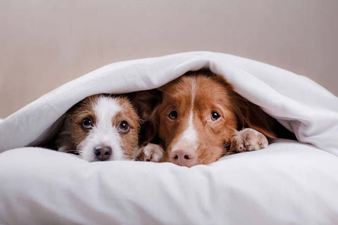 Dein Hund hat Angst vor Geräuschen? Das solltest du tun!