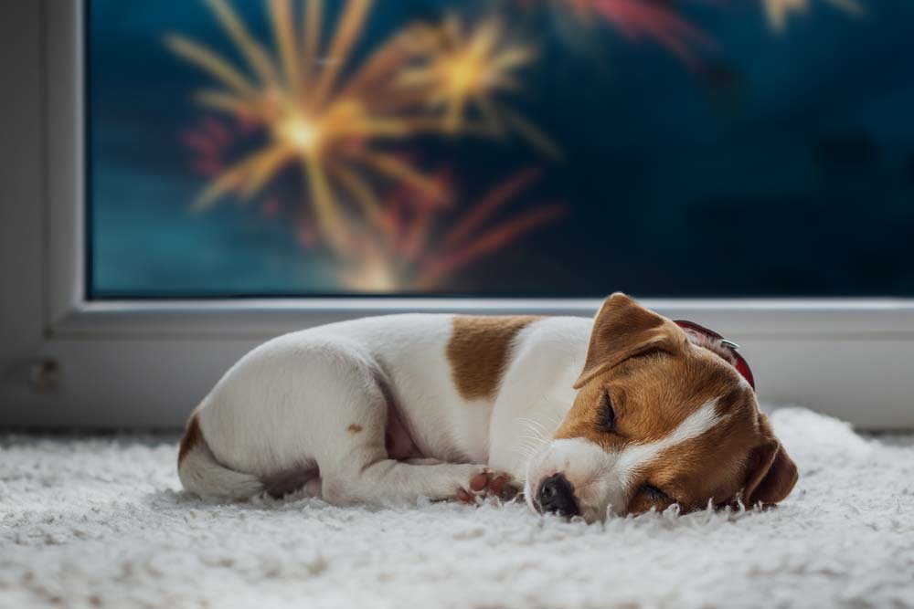 10 Notfalltipps für deinen Hund an Silvester