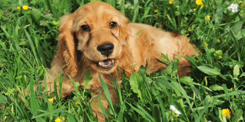 22 wissenswerte Fakten über Cocker Spaniels