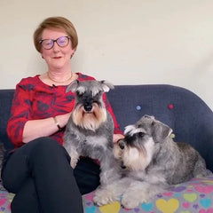 Zwergschnauzer sitzen mit Frau auf Couch