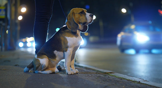 Hund macht Sitz an Straße